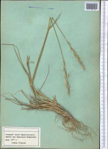 Житняк, Средняя Азия и Казахстан, Памир и Памиро-Алай (M2) (Таджикистан)