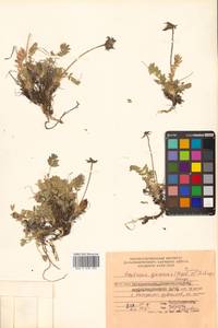 Остролодочник аянский (Regel & Tiling) Bunge, Сибирь, Дальний Восток (S6) (Россия)