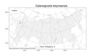 Calamagrostis kolymaensis, Вейник колымский Kom., Атлас флоры России (FLORUS) (Россия)