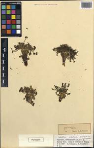 Шульция простертая Pimenov & Kljuykov, Средняя Азия и Казахстан, Северный и Центральный Тянь-Шань (M4) (Киргизия)