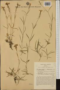 Dianthus superbus subsp. alpestris Celak., Западная Европа (EUR) (Италия)