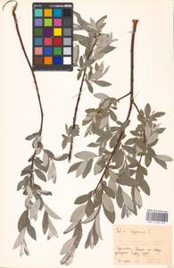 Ива лопарская L., Восточная Европа, Московская область и Москва (E4a) (Россия)