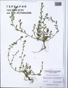 Polygonum arenastrum subsp. arenastrum, Сибирь, Центральная Сибирь (S3) (Россия)