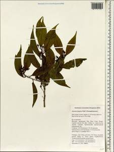 Anneslea fragrans Wall., Зарубежная Азия (ASIA) (Вьетнам)