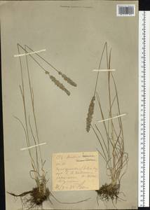 Тонконог, Сибирь, Западный (Казахстанский) Алтай (S2a) (Казахстан)