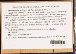 Nardia scalaris Gray, Гербарий мохообразных, Мхи - Северный Кавказ и Предкавказье (B12) (Россия)