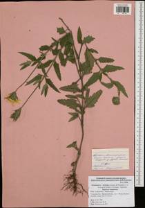 Glandularia hybrida (Groenland & Rümpler) G.L.Nesom & Pruski, Восточная Европа, Центральный район (E4) (Россия)