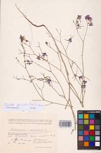 Delphinium consolida subsp. paniculatum (Host) N.Busch, Восточная Европа, Нижневолжский район (E9) (Россия)