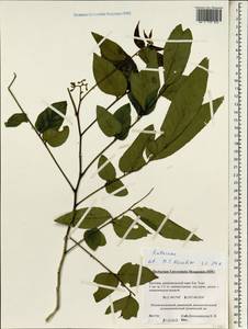 Rutaceae, Зарубежная Азия (ASIA) (Вьетнам)