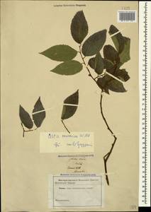 Каркас кавказский Willd., Кавказ (без точных местонахождений) (K0)