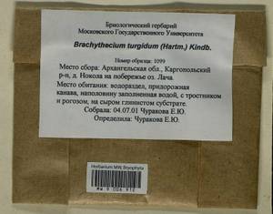 Brachythecium turgidum (Hartm.) Kindb., Гербарий мохообразных, Мхи - Архангельская и Вологодская области, Коми, Ненецкий АО (B7) (Россия)