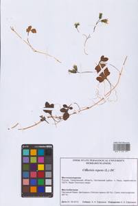 Иксерис ползучий (L.) A.Gray, Сибирь, Дальний Восток (S6) (Россия)