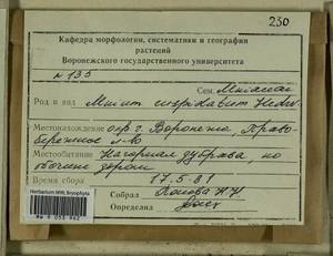 Plagiomnium cuspidatum (Hedw.) T.J. Kop., Гербарий мохообразных, Мхи - Центральное Черноземье (B10) (Россия)