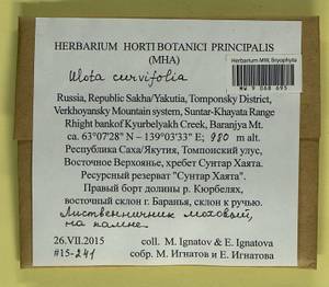 Ulota curvifolia (Wahlenb.) Sw., Гербарий мохообразных, Мхи - Якутия (B19) (Россия)
