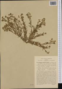 Spergularia bocconei (Scheele) Graebner, Западная Европа (EUR) (Италия)