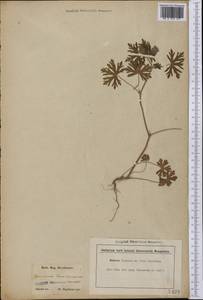 Geranium carolinianum L., Америка (AMER) (США)