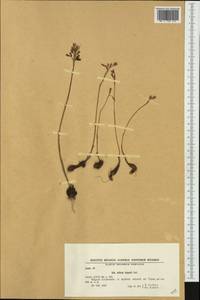 Allium cupani Raf., Западная Европа (EUR) (Болгария)