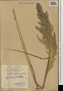 Tripidium ravennae (L.) H.Scholz, Кавказ, Азербайджан (K6) (Азербайджан)