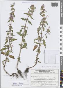 Пикульник ладанниковый L., Сибирь, Алтай и Саяны (S2) (Россия)