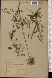 Морковь обыкновенная, Морковь дикая L., Кавказ, Азербайджан (K6) (Азербайджан)