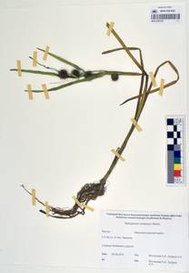 MAG 0003320, Ежеголовник всплывающий, Ежеголовник всплывший Rehmann, Сибирь, Якутия (S5) (Россия)