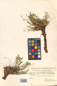 Oxytropis middendorffii subsp. trautvetteri (Meinsh.) Jurtzev, Сибирь, Чукотка и Камчатка (S7) (Россия)