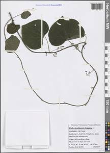 Cyclea tonkinensis Gagnep., Зарубежная Азия (ASIA) (Вьетнам)