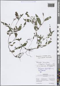 Горец пятнистый Gray, Восточная Европа, Нижневолжский район (E9) (Россия)