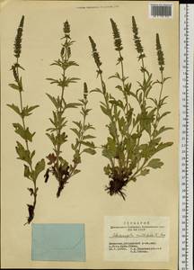 Схизонепета многонадрезная, Рассеченнокотовник многонадрезный (L.) Briq., Сибирь, Алтай и Саяны (S2) (Россия)