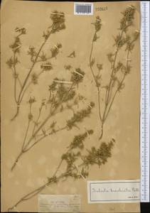 Pyankovia brachiata (Pall.) Akhani & Roalson, Средняя Азия и Казахстан, Джунгарский Алатау и Тарбагатай (M5) (Казахстан)