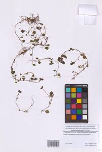 Phedimus stolonifer (S.G.Gmel.) 't Hart, Восточная Европа, Московская область и Москва (E4a) (Россия)