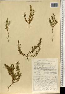 Lysimachia maritima (L.) Galasso, Banfi & Soldano, Монголия (MONG) (Монголия)