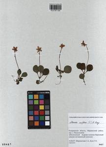 KUZ 001 934, Одноцветка крупноцветковая (L.) A. Gray, Сибирь, Алтай и Саяны (S2) (Россия)