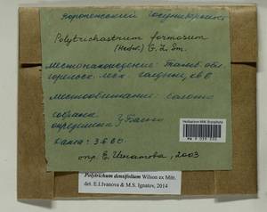 Polytrichum densifolium Wilson ex Mitt., Гербарий мохообразных, Мхи - Центральное Черноземье (B10) (Россия)