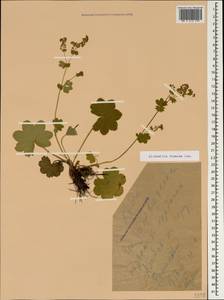 Манжетка винная Juz., Крым (KRYM) (Россия)