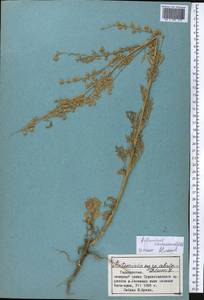 Полынь Сиверса Ehrh. ex Willd., Средняя Азия и Казахстан, Памир и Памиро-Алай (M2) (Таджикистан)