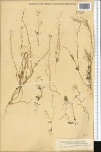 Sisymbrium pumilum Stephan, Средняя Азия и Казахстан, Муюнкумы, Прибалхашье и Бетпак-Дала (M9) (Казахстан)