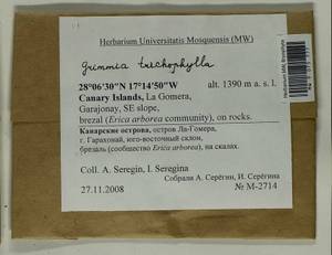 Grimmia trichophylla Grev., Гербарий мохообразных, Мхи - Макаронезия (BMc) (Испания)
