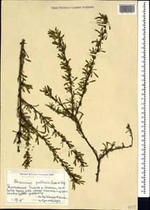 Rhamnus erythroxyloides subsp. erythroxyloides, Кавказ, Грузия (K4) (Грузия)