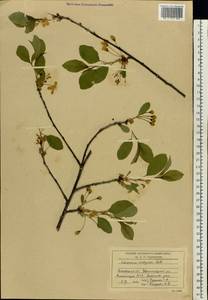 Prunus cerasus subsp. cerasus, Восточная Европа, Московская область и Москва (E4a) (Россия)