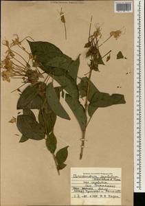 Clerodendrum capitatum (Willd.) Schumach. & Thonn., Африка (AFR) (Мали)