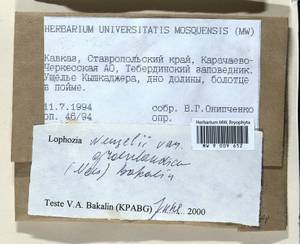 Lophozia murmanica Kaal., Гербарий мохообразных, Мхи - Северный Кавказ и Предкавказье (B12) (Россия)