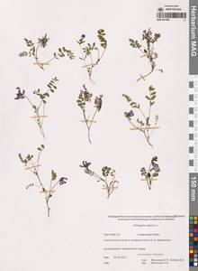 Астрагал альпийский L., Сибирь, Чукотка и Камчатка (S7) (Россия)