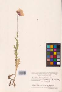 Мак снотворный L., Восточная Европа, Центральный район (E4) (Россия)