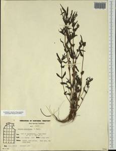 Eclipta platyglossa F. Muell., Австралия и Океания (AUSTR) (Австралия)
