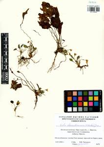 Viola alexandrowiana (W. Becker) Juz., Сибирь, Прибайкалье и Забайкалье (S4) (Россия)