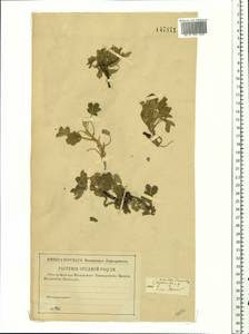 Potentilla cinerea subsp. incana (G. Gaertn., B. Mey. & Scherb.) Asch., Восточная Европа, Нижневолжский район (E9) (Россия)