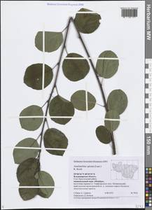 Amelanchier × spicata (Lam.) K.Koch, Восточная Европа, Центральный район (E4) (Россия)