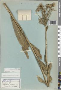 Крестовник Коленати C.A.Mey., Кавказ, Грузия (K4) (Грузия)