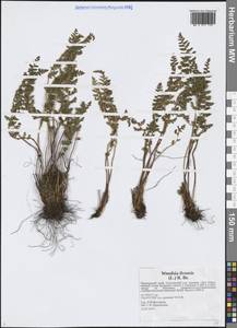 Вудсия эльбская (L.) R.Br., Сибирь, Дальний Восток (S6) (Россия)